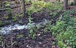 This water seep, like many, appears at the edge of a dry upland area with trees and drains into a wet area with peat soils. This is an area where invasive shrubs were recently removed.
